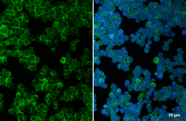 Anti-CD45 antibody [HL5696] used in Immunocytochemistry/ Immunofluorescence (ICC/IF). GTX646527